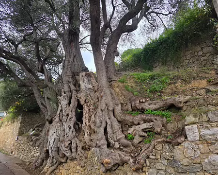 071 Son âge est estimé entre 2000 et 2500 ans. Il aurait été planté à l'époque des Phéniciens.