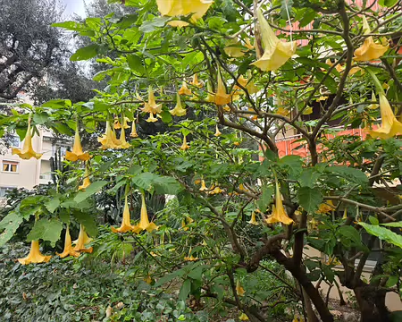 076 Fleurs en trompette du Datura.