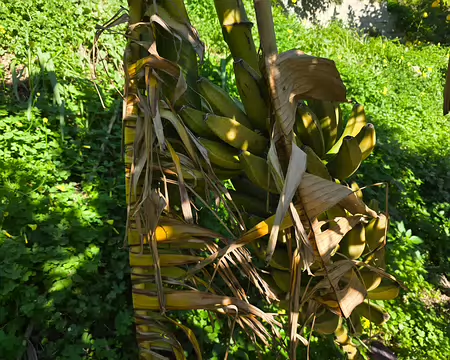 110 Régime de bananes.