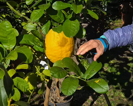 111 Cédrat. L'un des plus anciens agrumes cultivés par l'homme. Le cédrat était déjà utilisé par les Égyptiens, les Grecs et les Romains pour ses nombreux bienfaits...