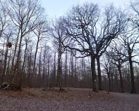 P1220293 Forêt de Fausses-Reposes, Chaville