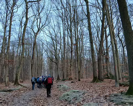 002 La forêt domaniale de Fausses-Reposes en hiver