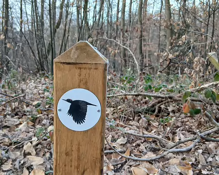 003 Le parcours pédagogique du pic noir dans la forêt de Fausses-Reposes