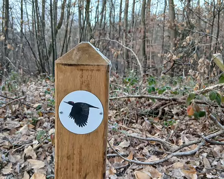 003 Le parcours pédagogique du pic noir dans la forêt de Fausses-Reposes