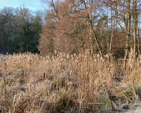 008 Roselière au bord du Vieil Etang