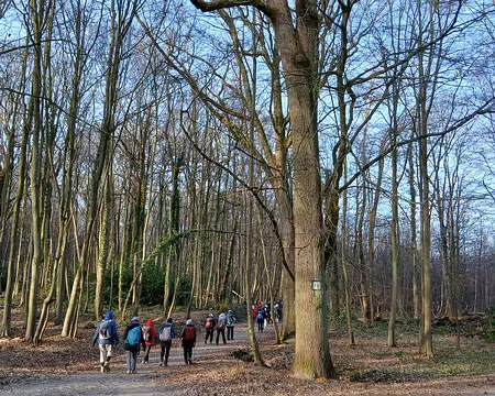 010 Un rayon de soleil dans la forêt de Fausses-Reposes