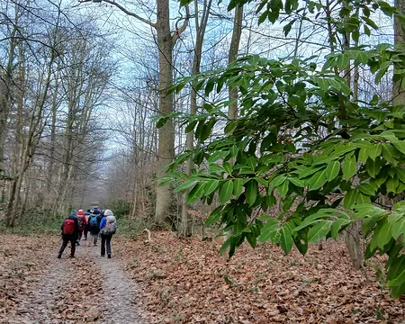 014 Chemin forestier. Laurier-cerise au premier plan