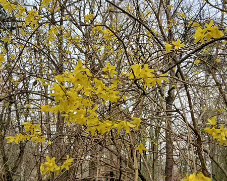 002 Forsythia
