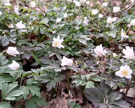 004 Anémones des bois