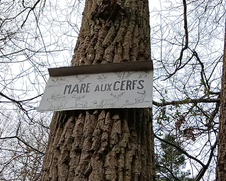 006 La mare aux Cerfs (route forestière des Vieux Rayons)