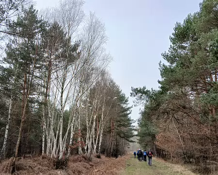 008 Bouleaux et pins sylvestres