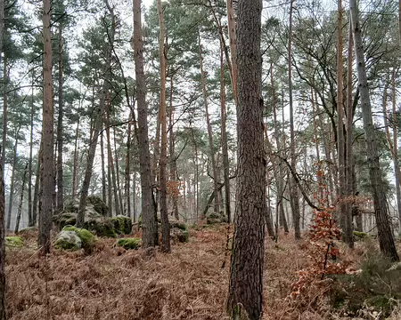 011 Pins sylvestres (route de Chailly à Samois)