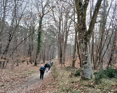 013 Les hêtres ne représentent que 10% des arbres de la forêt de Fontainebleau (route forestière des Longues Vallées)
