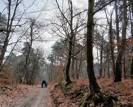 014 Fougères et hêtres aux couleurs de l’automne