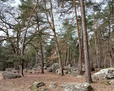 015 Blocs de grès épars dans la pinède