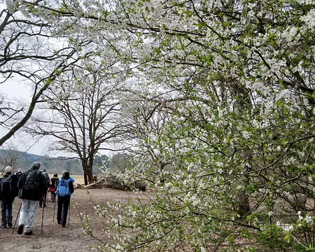 016 Prunus au printemps