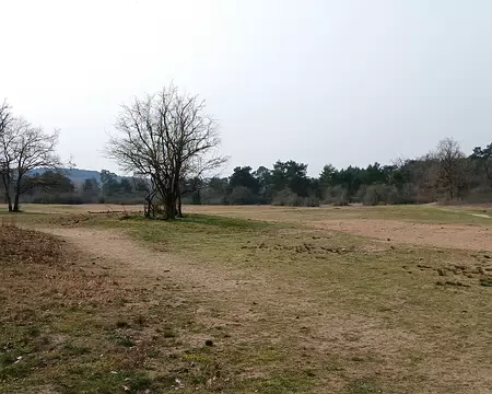 019 au cœur de la forêt domaniale de Fontainebleau