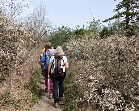 020 Sentier au milieu des aubépines