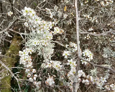 021 Fleurs d’aubépine