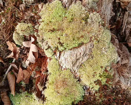 025 Dans le sous-bois