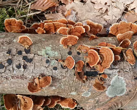 026 Stérée remarquable sur bois mort de hêtre