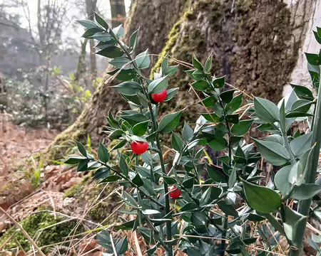 034 Merci Annie pour cette belle randonnée printanière en forêt de Fontainebleau