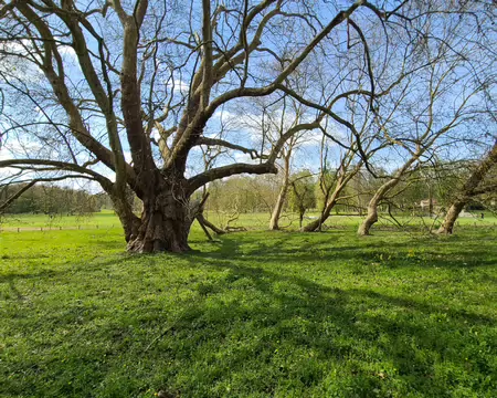 20260329_143213 Le platane de Chamarande a une envergure au sol de 1000 m²