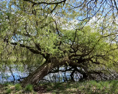 015 Saule pleureur au bord de l’étang