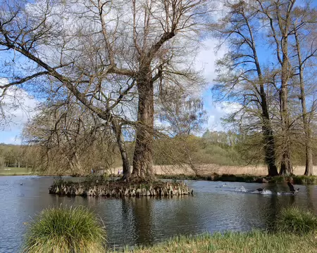 018 Cyprès chauves de Louisiane importés au XIXème siècle