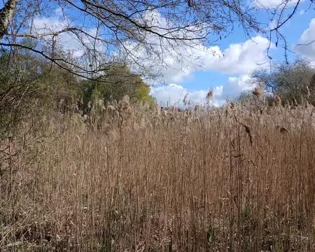 019 Roselière dans le marais près de l’étang