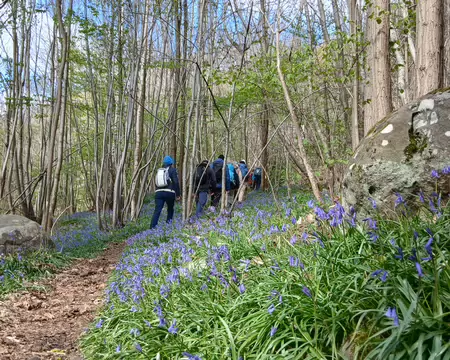 027 Jacinthes des bois par milliers
