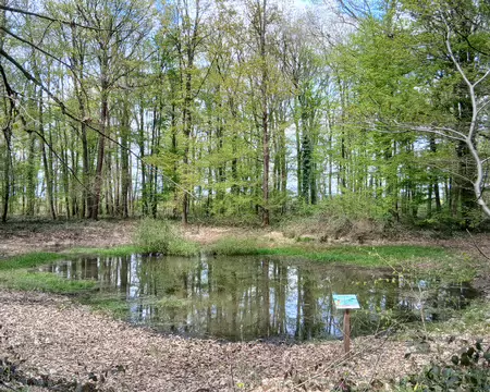 037 Une mare dans la forêt du Belvédère (Bois l’Abbé)