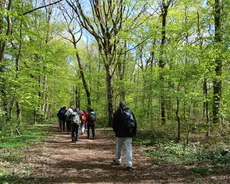 038 L’Allée royale (forêt du Belvédère)