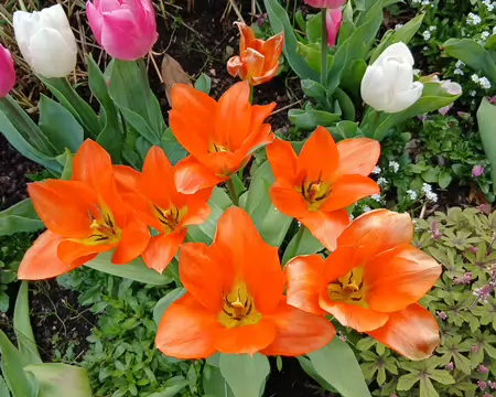 045 Tulipes
