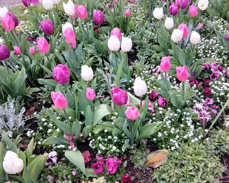 046 Massif de tulipes dans le parc de Lardy