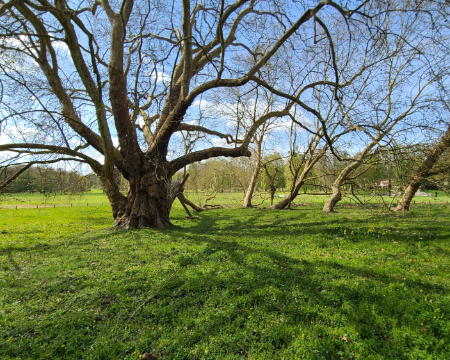 20260329_143213 Le platane de Chamarande a une envergure au sol de 1000 m²