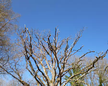 P1220698 Le chêne de l'Ouye