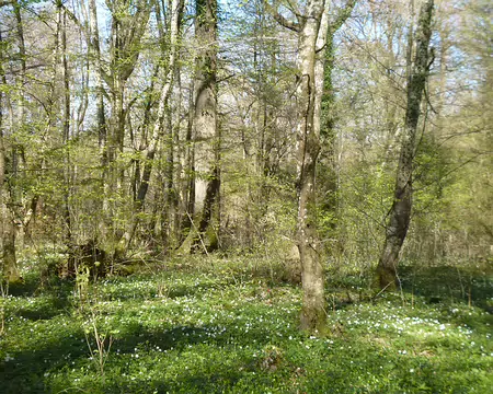 P1220700 Anémones des bois...