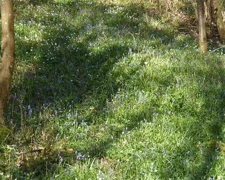 P1220701 ...et jacinthes des bois