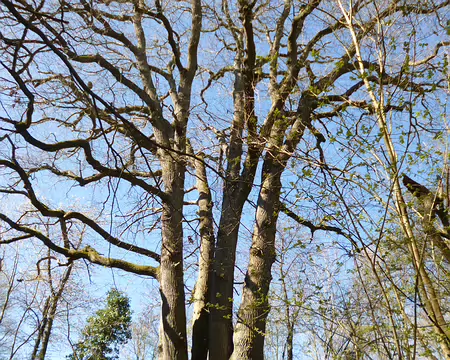 P1220702 Le chêne des Six-Frères, plus de 500 ans