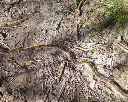 P1220708 Chenilles processionnaires sur le sentier