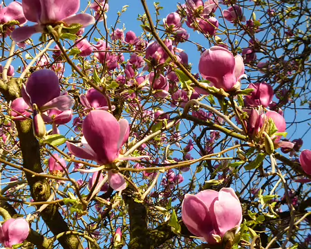 P1220714 Magnolia. Merci à Marylise pour cette rando printanière et ensoleillée