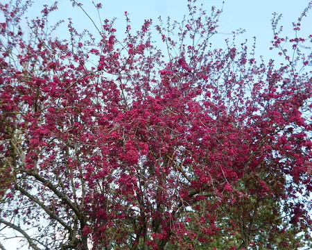 P1220736 Pommier du Japon