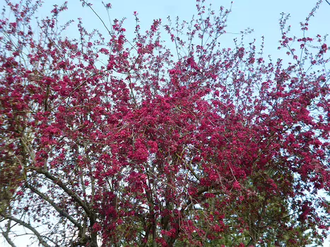 Dominique Dominique F, détail sortie