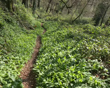 20260321_142750 Ail des ours