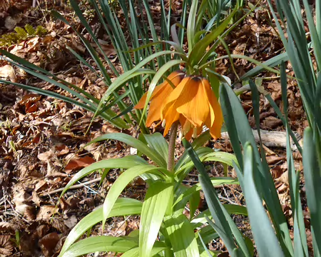 P1220620 Fritillaire