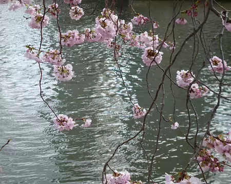 P1220627 Prunier myrobolan