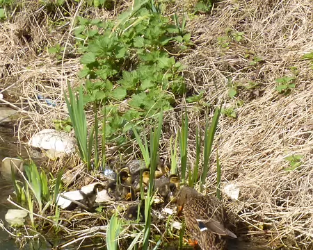 P1220639 Cane et ses canetons en bord de Seine sur l'archipel Niki de St-Phalle