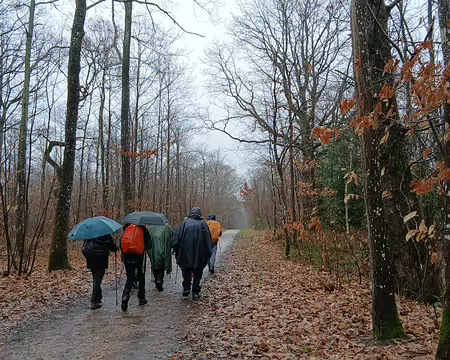 008 Chemin forestier