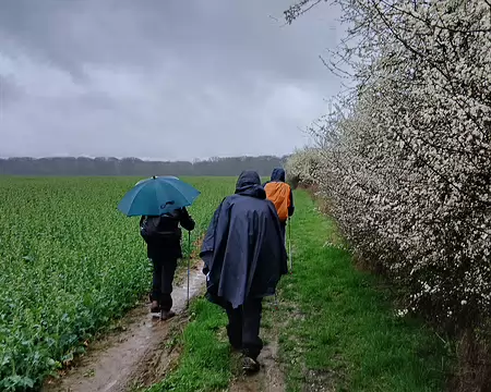 010 Dans la plaine agricole, entre colza et aubépines